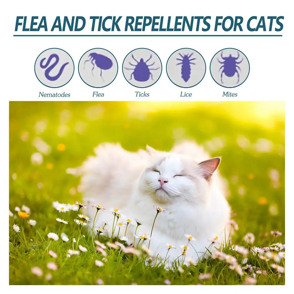 Plantaardige verzorgingsolie voor katten van 50 ml met handige druppelaar
