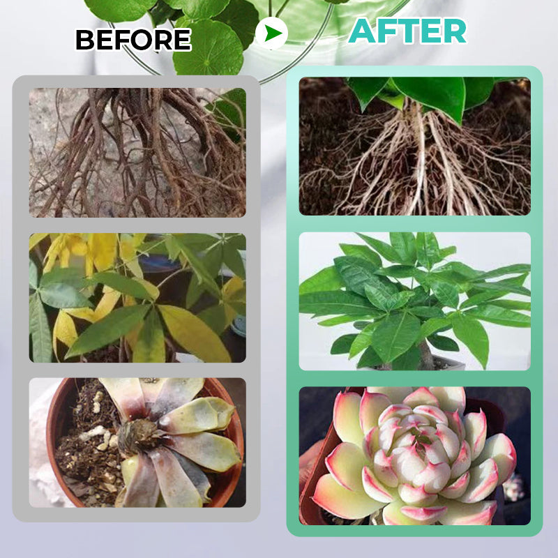 Hydroponische Voedingsoplossing voor Planten
