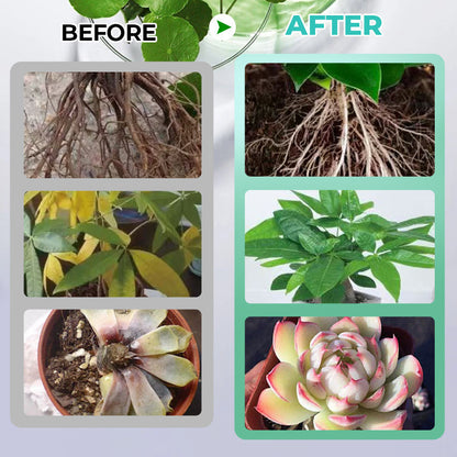 Hydroponische Voedingsoplossing voor Planten